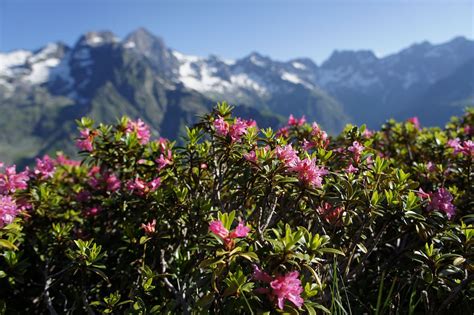 gros plan sur les fleurs de rhododendron ferrugineux