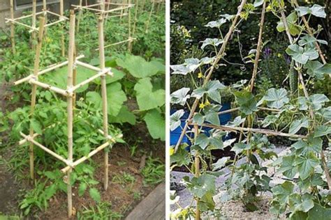 Exemple de palissage pour concombres et courgettes grimpantes