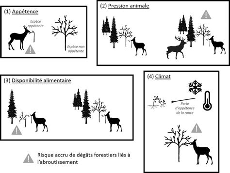 Schéma illustrant l'abroutissement par les chevreuils