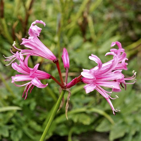 Massif de Nérine Bowdenii en fleurs automnales