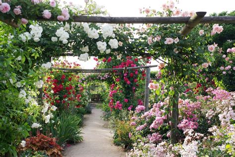 jardin fleuri avec divers rosiers grimpants et arbustifs