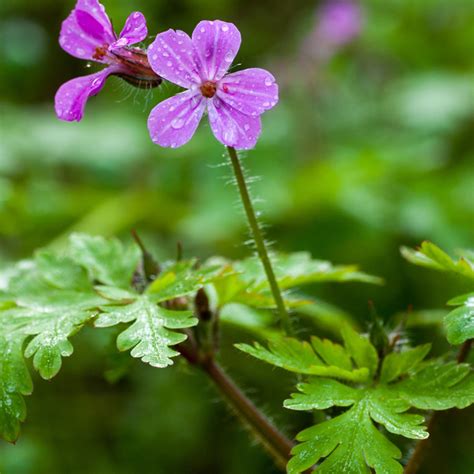 Plante de Géranium herbe-à-Robert dans son milieu naturel