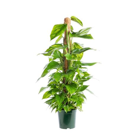 Pothos rempoté avec un nouveau tuteur