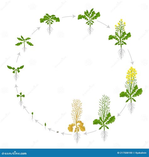 Schéma illustrant le cycle de développement du colza et les points critiques de l'implantation