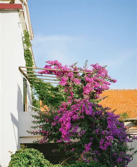 Bougainvillier en fleurs sur un treillage