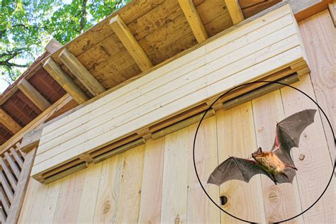 Image d'un nichoir à chauve-souris en bois fixé sur un arbre, avec le détail d'une chauve-souris en vol