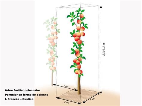 Schéma illustrant la structure verticale et compacte d'un arbre fruitier colonnaire en comparaison avec un arbre fruitier classique
