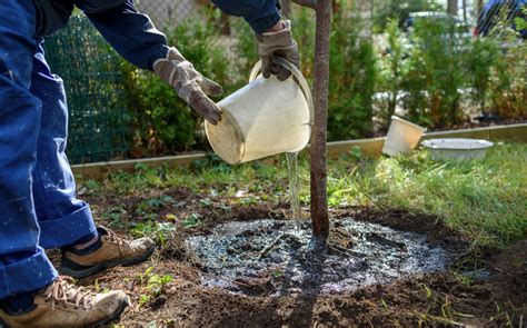 Infographie montrant les étapes du pralinage des racines et la plantation d'un scion fruitier