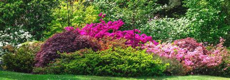 Massif d'arbustes à fleurs variées