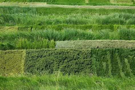 Vue aérienne d'un jardin aménagé avec différents niveaux et zones