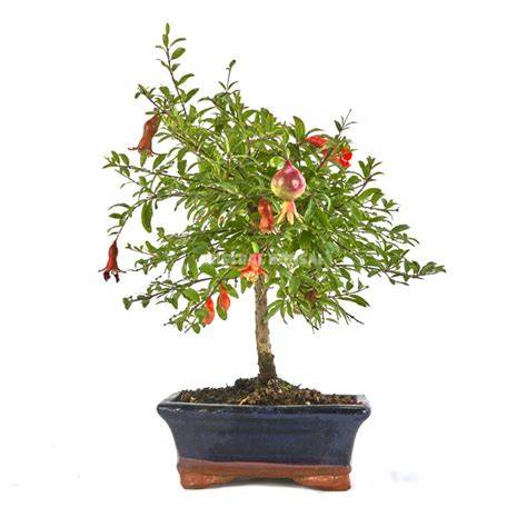 Illustration d'un bonsaï grenadier en fleurs et portant des fruits miniatures