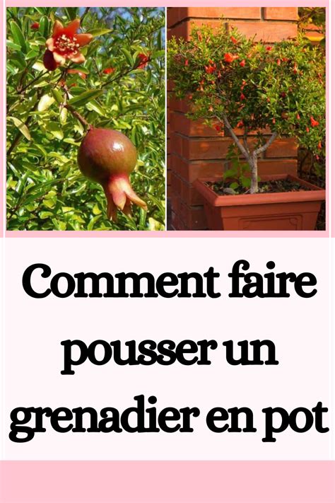 Photographie d'un bonsaï grenadier mature en pot, mettant en valeur son tronc tortueux et son feuillage dense