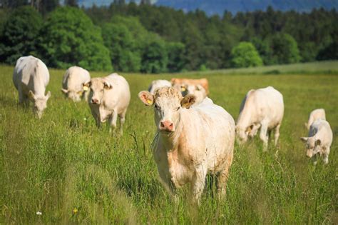 Paysage verdoyant du Haut-Doubs avec des vaches Montbéliardes au pâturage