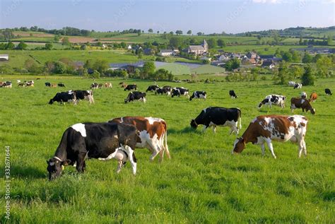 Vaches dans un pré montagnard avec les montagnes du Jura en arrière-plan