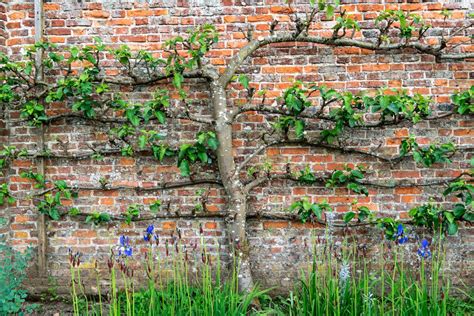 citronnier en espalier contre un mur ensoleillé