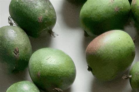 Illustration d'un plant de kiwaï avec ses fruits