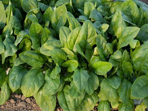 Plan rapproché sur une rosette d'épinards frais au potager