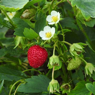 Illustration d'un plant de fraisier 'Mara des Bois' avec ses fruits et stolons