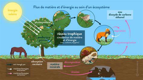 Infographie montrant le cycle de l'inter-être entre les éléments naturels et l'humain