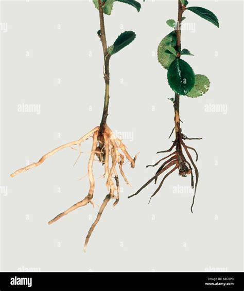 Symptômes de Phytophthora sur les racines