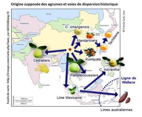 Carte illustrant les aires d’origine et de diversification des espèces ancestrales du genre Citrus en Asie du Sud-Est
