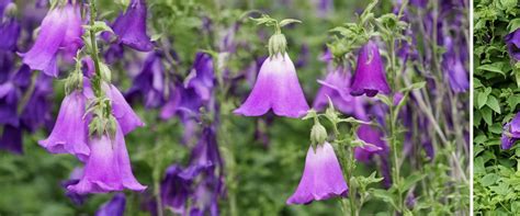 illustration de différentes variétés de campanules en fleurs dans un jardin