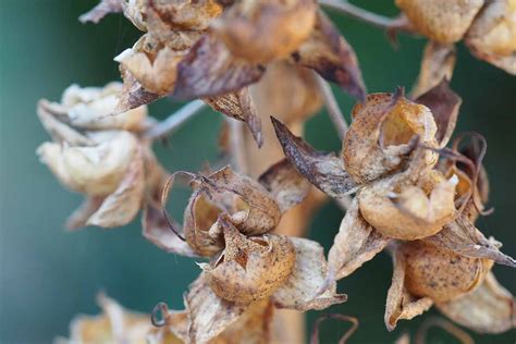 gros plan sur des capsules de graines de campanules en train de sécher