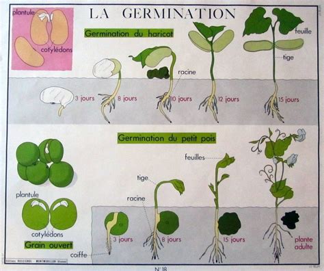 schéma illustrant le processus de semis de graines de campanules en pot