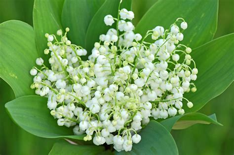 Champs de muguet en pleine floraison printanière