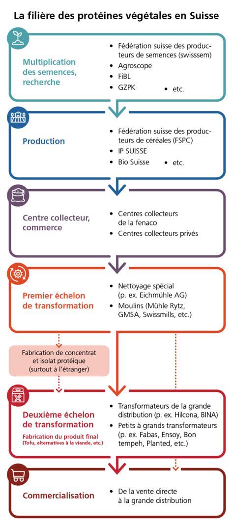 Schéma explicatif des étapes de la filière muguet : de la récolte en champ au conditionnement en atelier