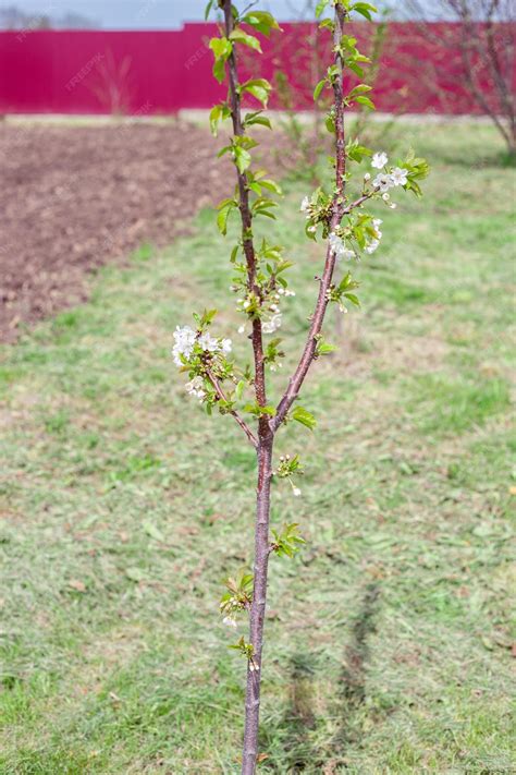 Jeune plant fruitier en pépinière
