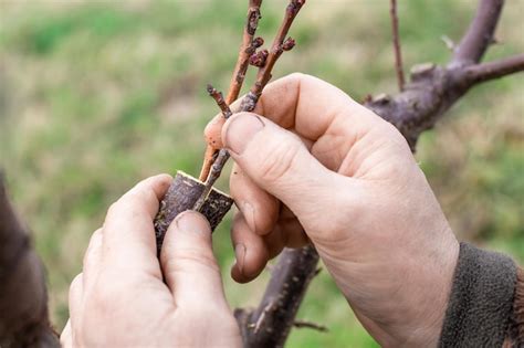 Détail de greffe sur un jeune arbre fruitier