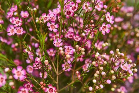 Plan rapproché d'une fleur de cire (Chamelaucium uncinatum) montrant la texture cireuse des pétales