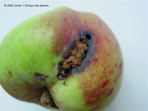 Illustration montrant les dégâts du carpocapse sur une prune