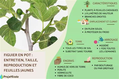 Schéma d'un figuier planté en pot avec indication du drainage
