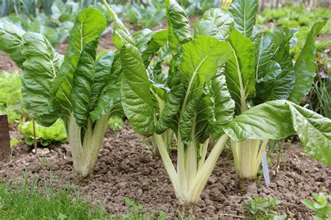 Blettes et haricots dans un potager