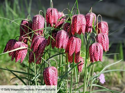 fleurs en forme de clochettes rouges de Dichelostemma ida-maia