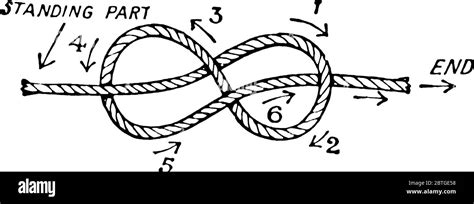 Illustration d'un nœud en huit pour le maintien d'un jeune arbuste