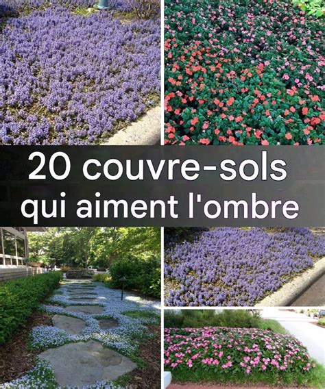 Plantes couvre-sol formant un tapis dense dans un jardin