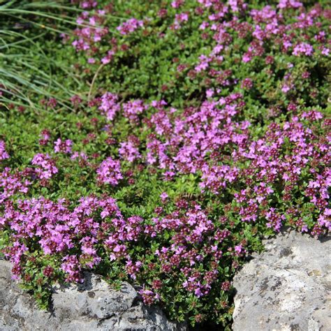 Thymus serpyllum rampant avec des fleurs roses