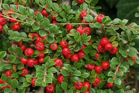 Cotoneaster dammeri avec des baies rouges