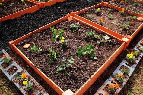 Potager avec des fraisiers des bois entre les dalles