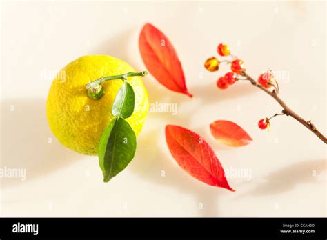 fruits et feuilles de yuzu