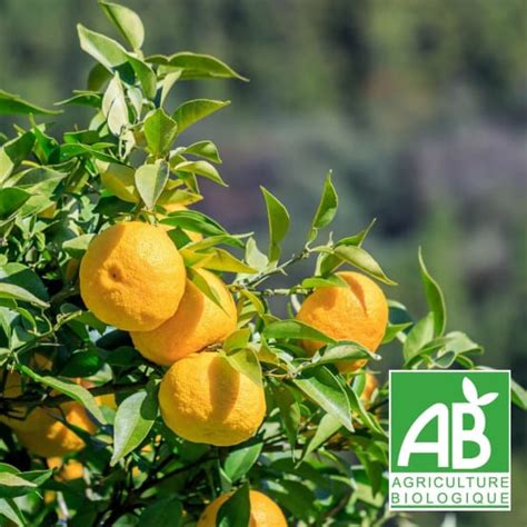 yuzu en pot dans une serre