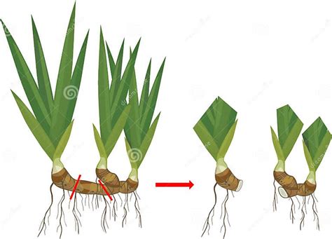 Illustration botanique montrant la différence structurelle entre un iris à rhizome et un iris à bulbe
