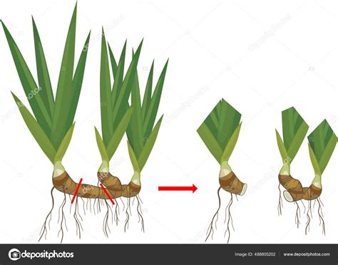 Schéma illustrant la plantation correcte d'un rhizome d'iris au niveau du sol