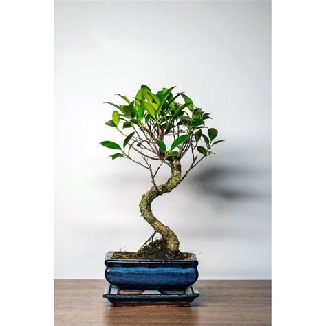 Arbre bonsaï ficus en pot