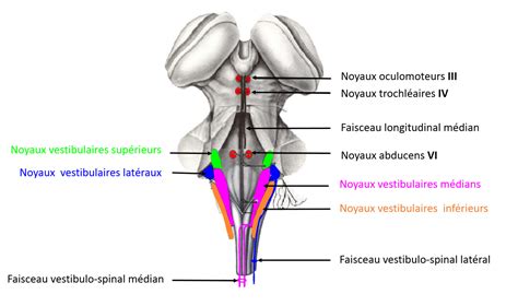 Diagramme des projections des noyaux vestibulaires vers la moelle, les noyaux oculomoteurs et le cortex