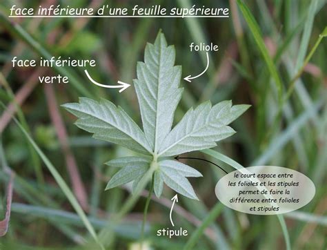 Illustration macroscopique montrant la face inférieure d'une feuille de framboisier couverte de pustules orangées caractéristiques de la rouille