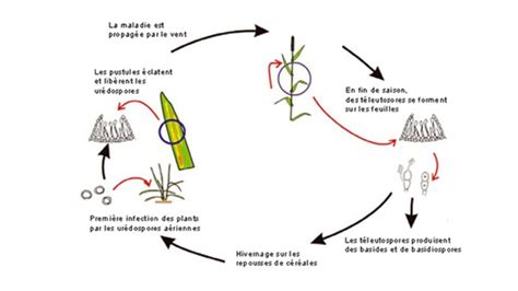 Schéma comparatif illustrant le cycle de vie de la rouille jaune tardive impliquant l'épinette blanche et le framboisier